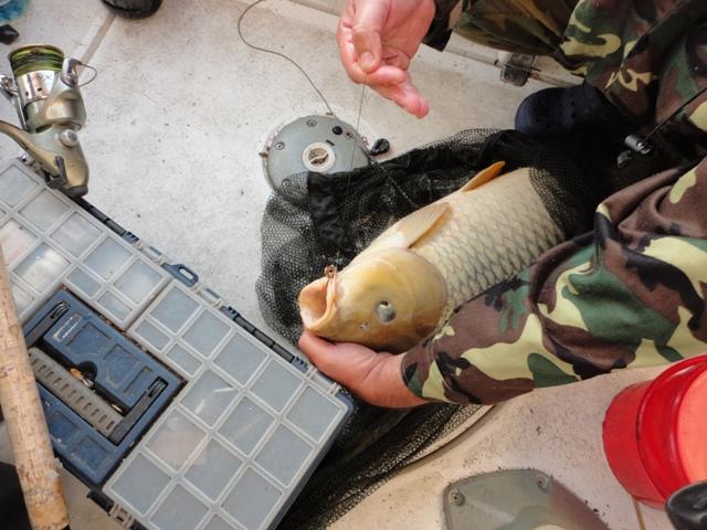 capturi - dsc00885.JPG